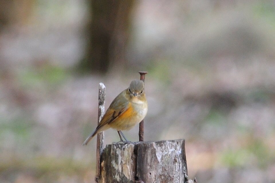 初ルリビタキ♀