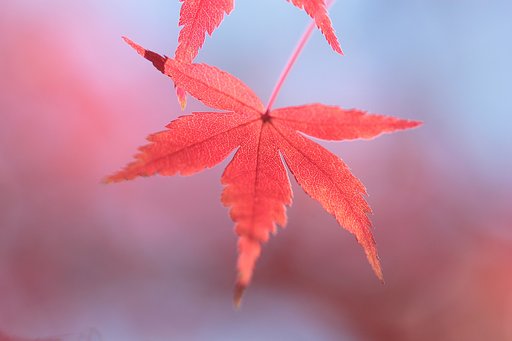 日本のおもいで・緋の色のもみじ