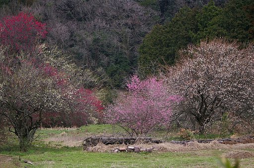微香の梅花たち