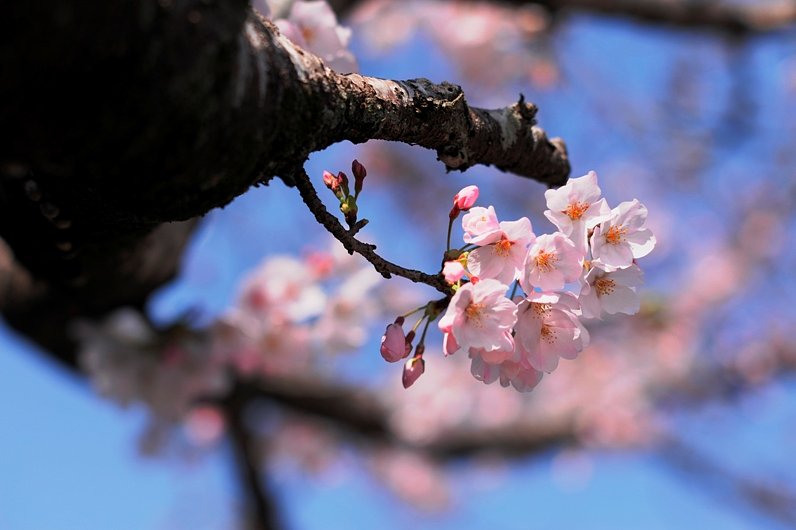 桜が咲き始めました。