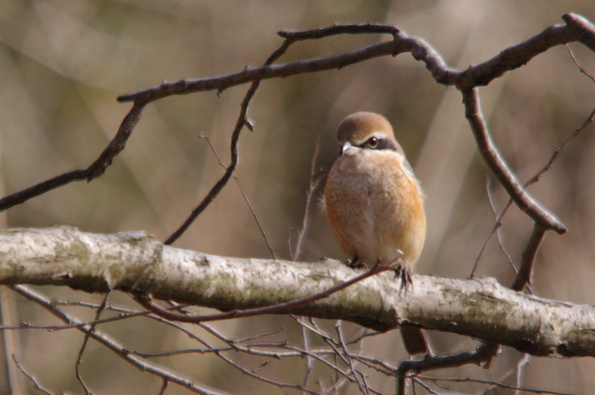 百舌