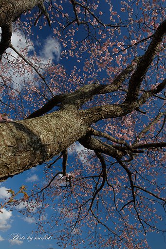 早咲きのsakura