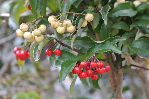 紅白の万両