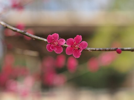 紅梅、仲良く。