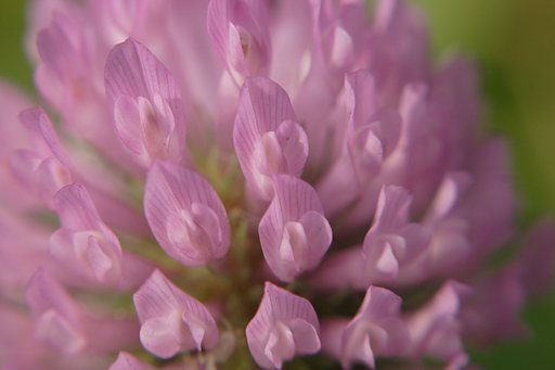 野に咲く花も