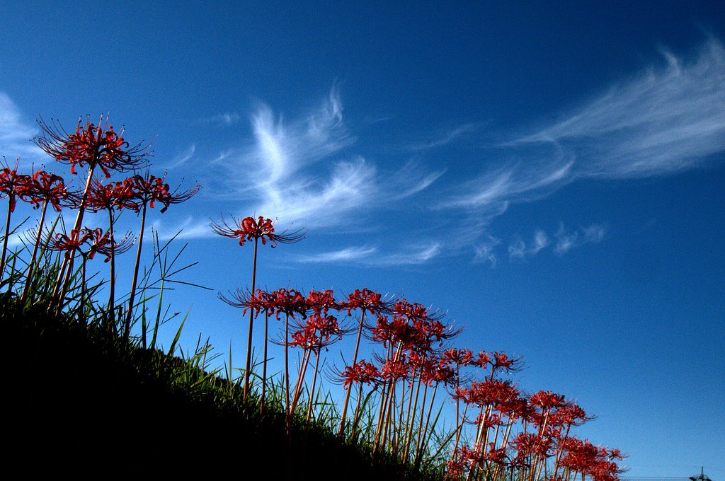 秋【空】