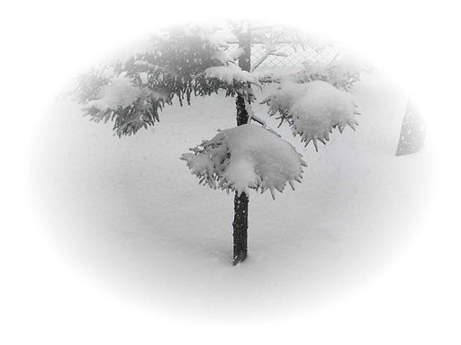 【この一曲】雪やこんこん