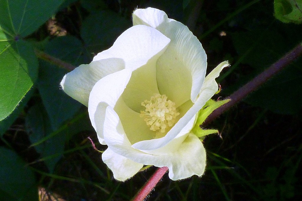 この花忘れていました。