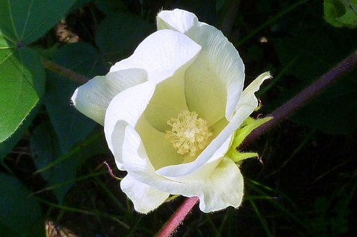 この花忘れていました。