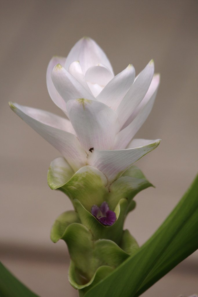 控え目な花