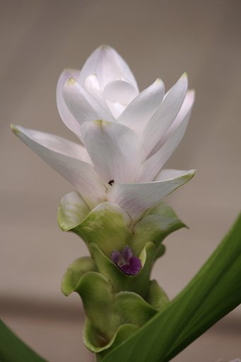 控え目な花