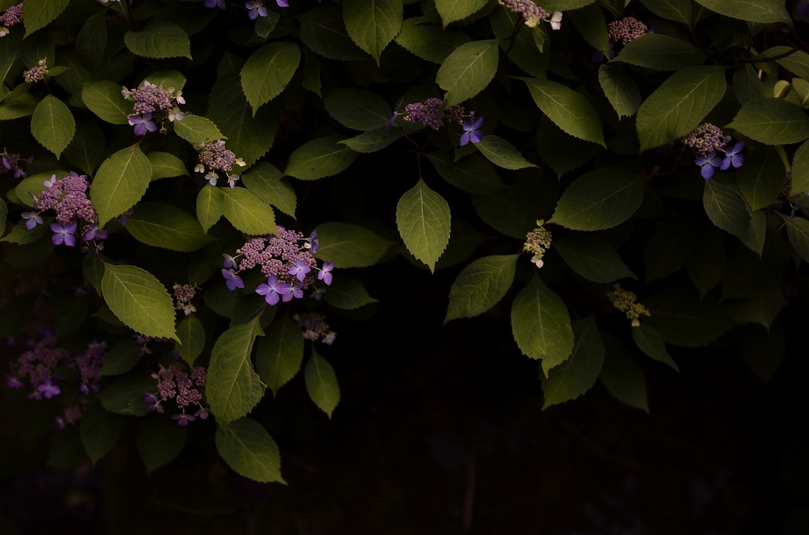 紫陽花