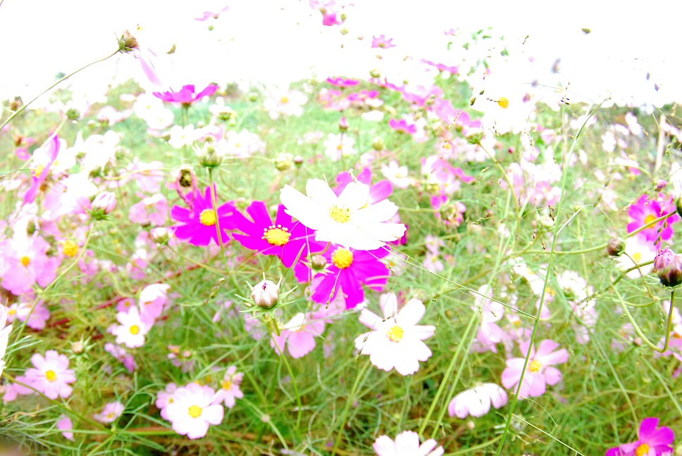 秋桜