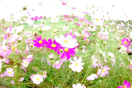 秋桜