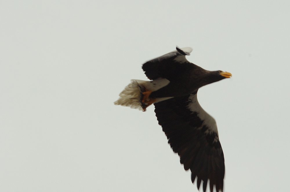 鳥板フアン