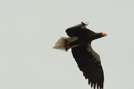 鳥板フアン