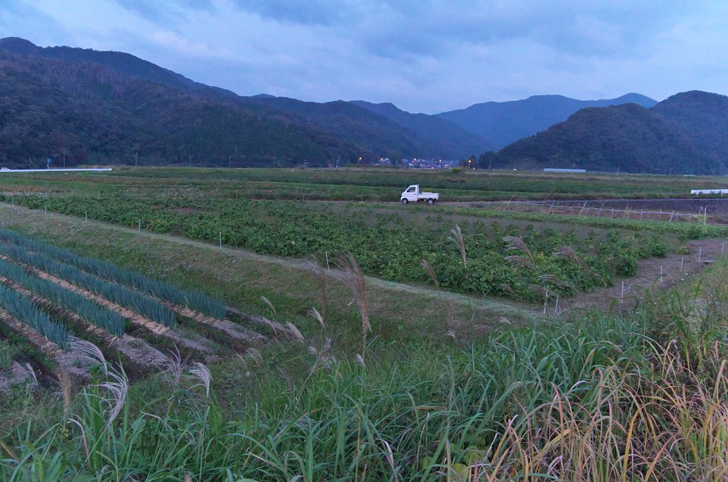 減反水田に電柵を・・