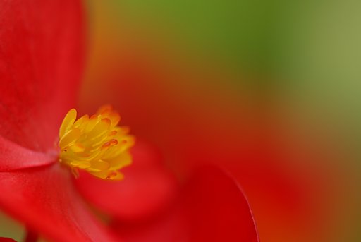 花芯