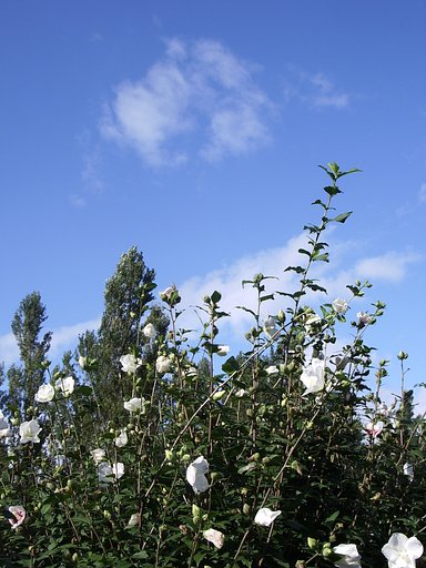 公園9