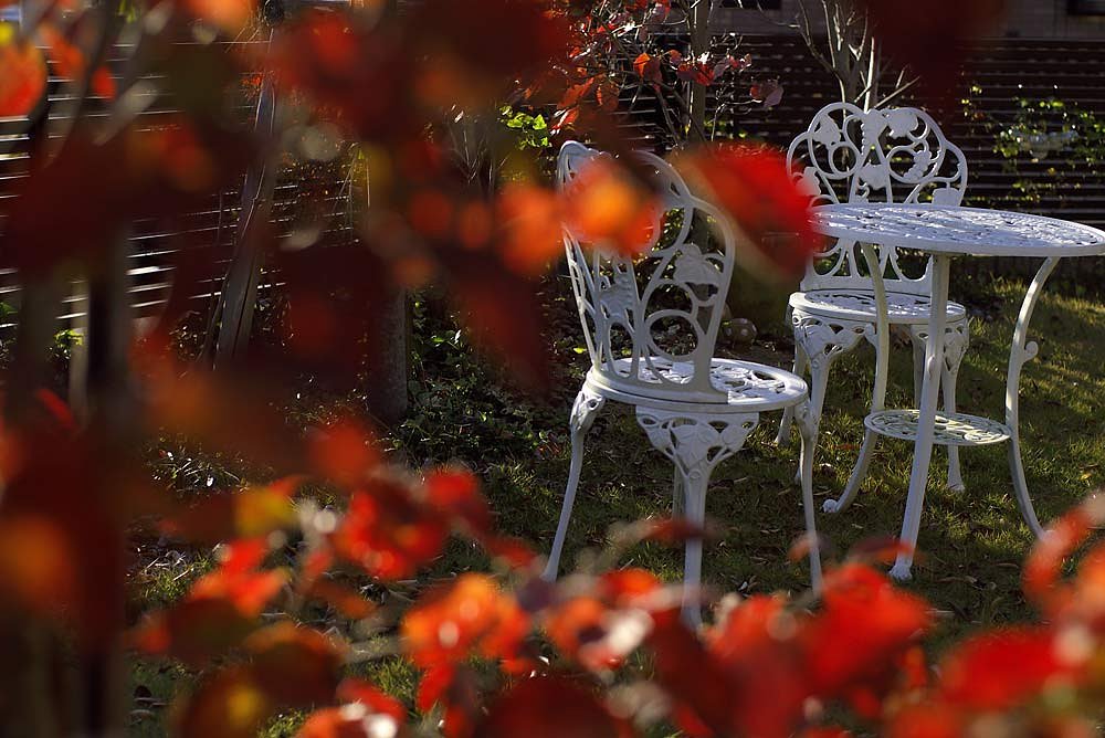 庭のハナミズキの紅葉
