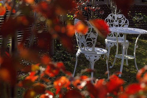 庭のハナミズキの紅葉