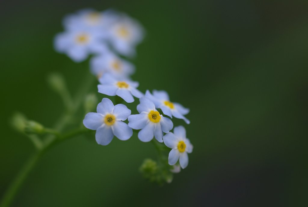 【わびさび】 勿忘草