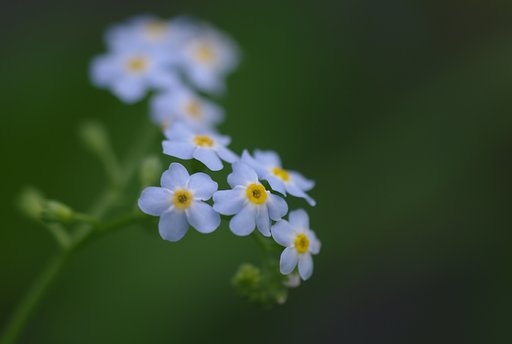 【わびさび】 勿忘草