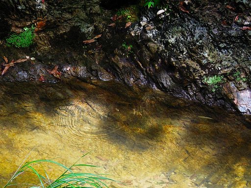 （わびさび）川魚のいる水