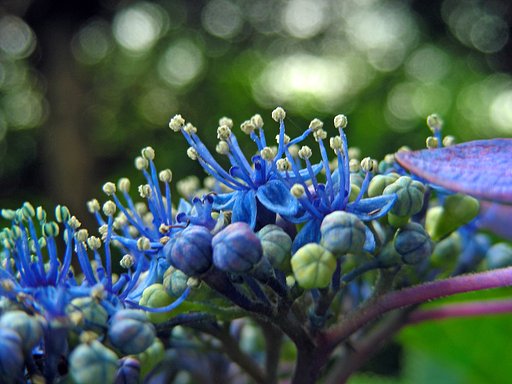 両性花満開
