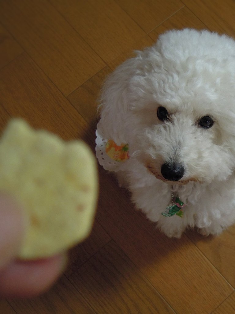 （わびさび）よりもそのクッキーがほしいな