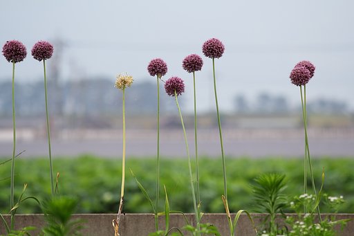 まぁ〜るい花♪