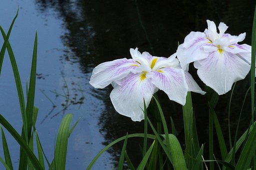 花菖蒲