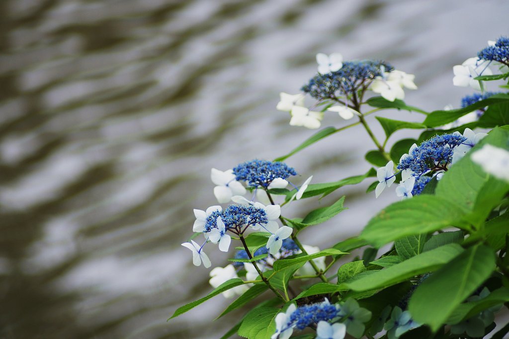 水辺の紫陽花
