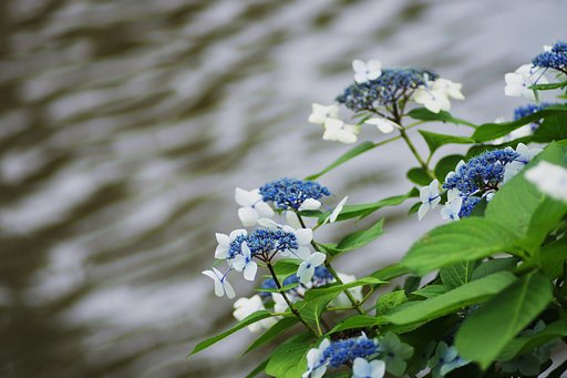 水辺の紫陽花