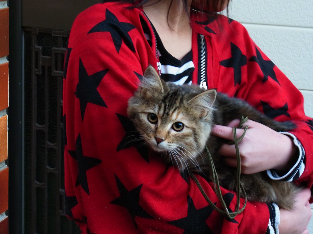 仔猫の里帰り
