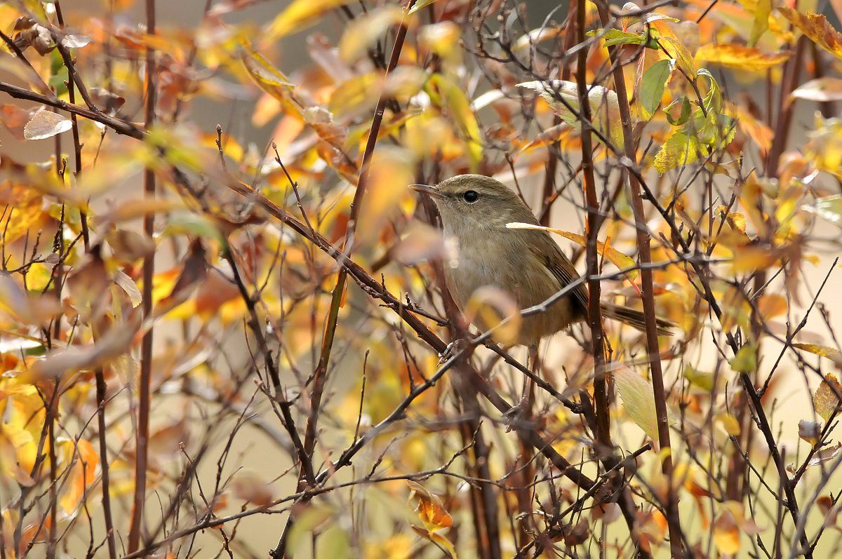 ウグイス
