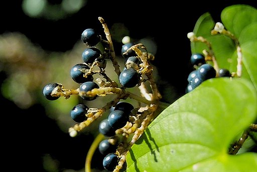 花ミョウガ