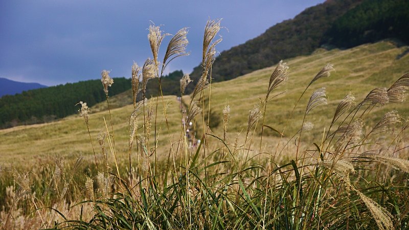 すすき一面