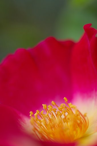 ZUIKO MACRO 90mm F2 w/EOS 20D