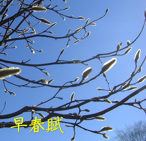【この一曲】早春賦