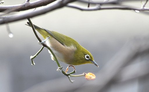 メジロ