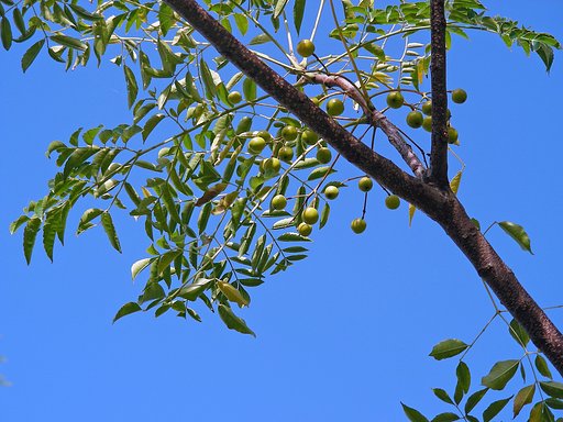 センダンの実と青空 (リベンジ)