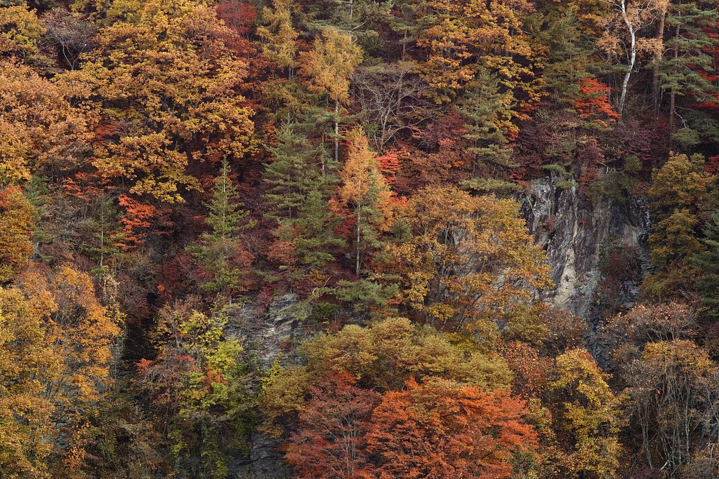 明治温泉の紅葉