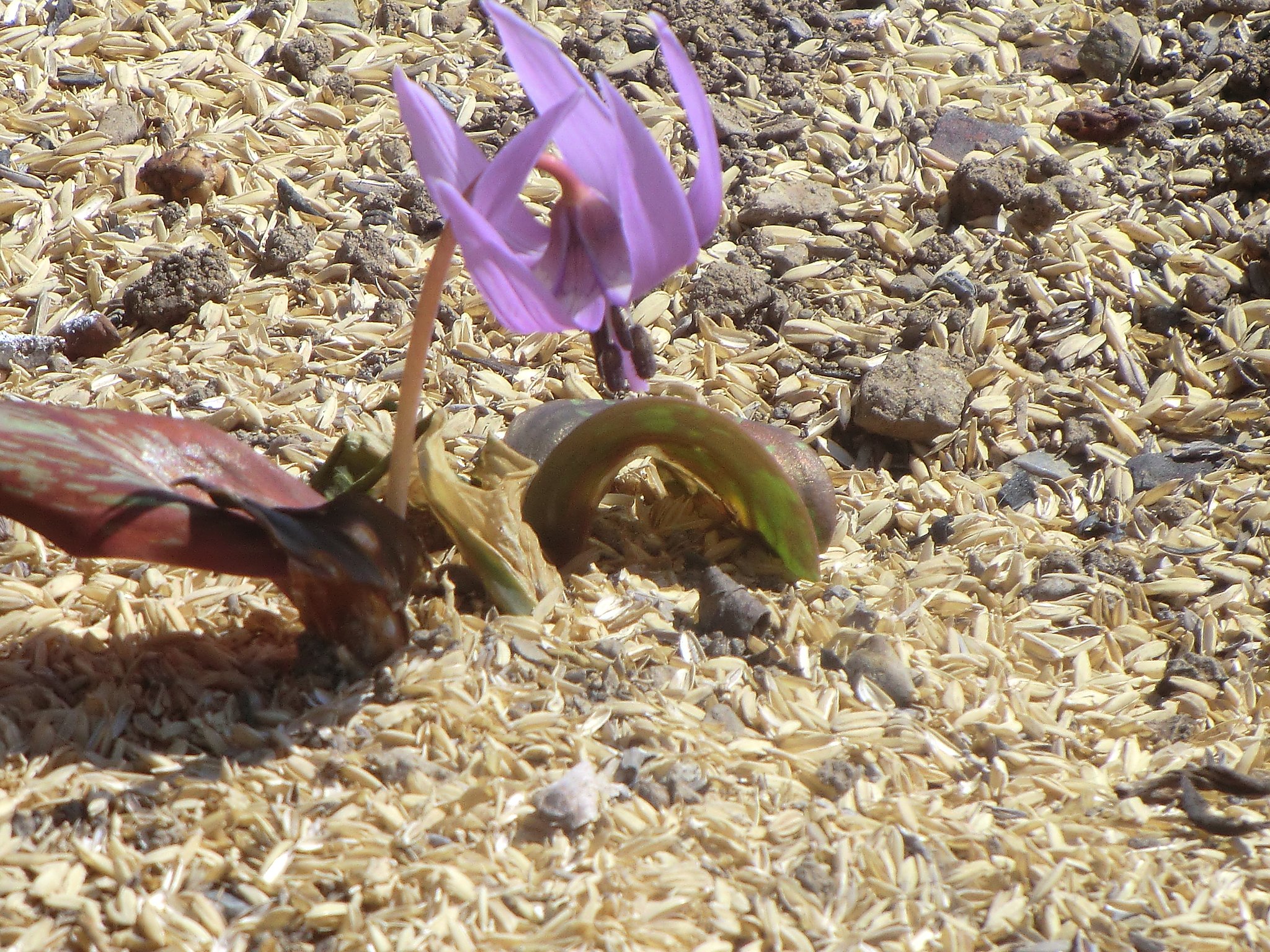 カタクリの花