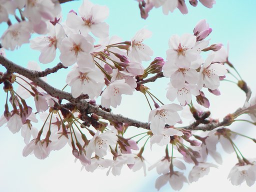 2012年4月のお題発表！【淡彩】