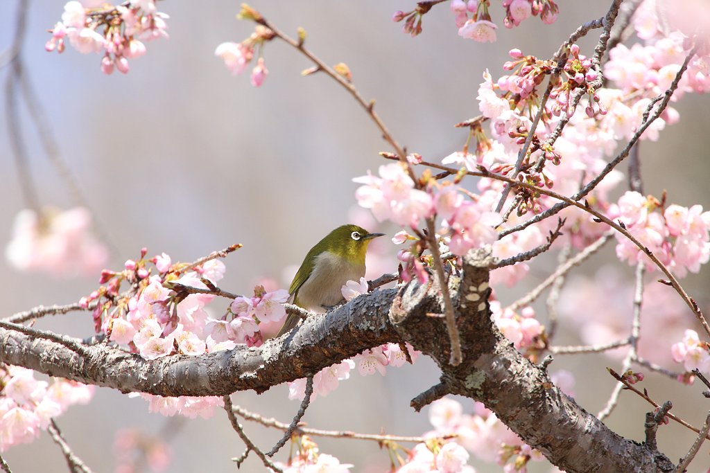 桜とウメジロー