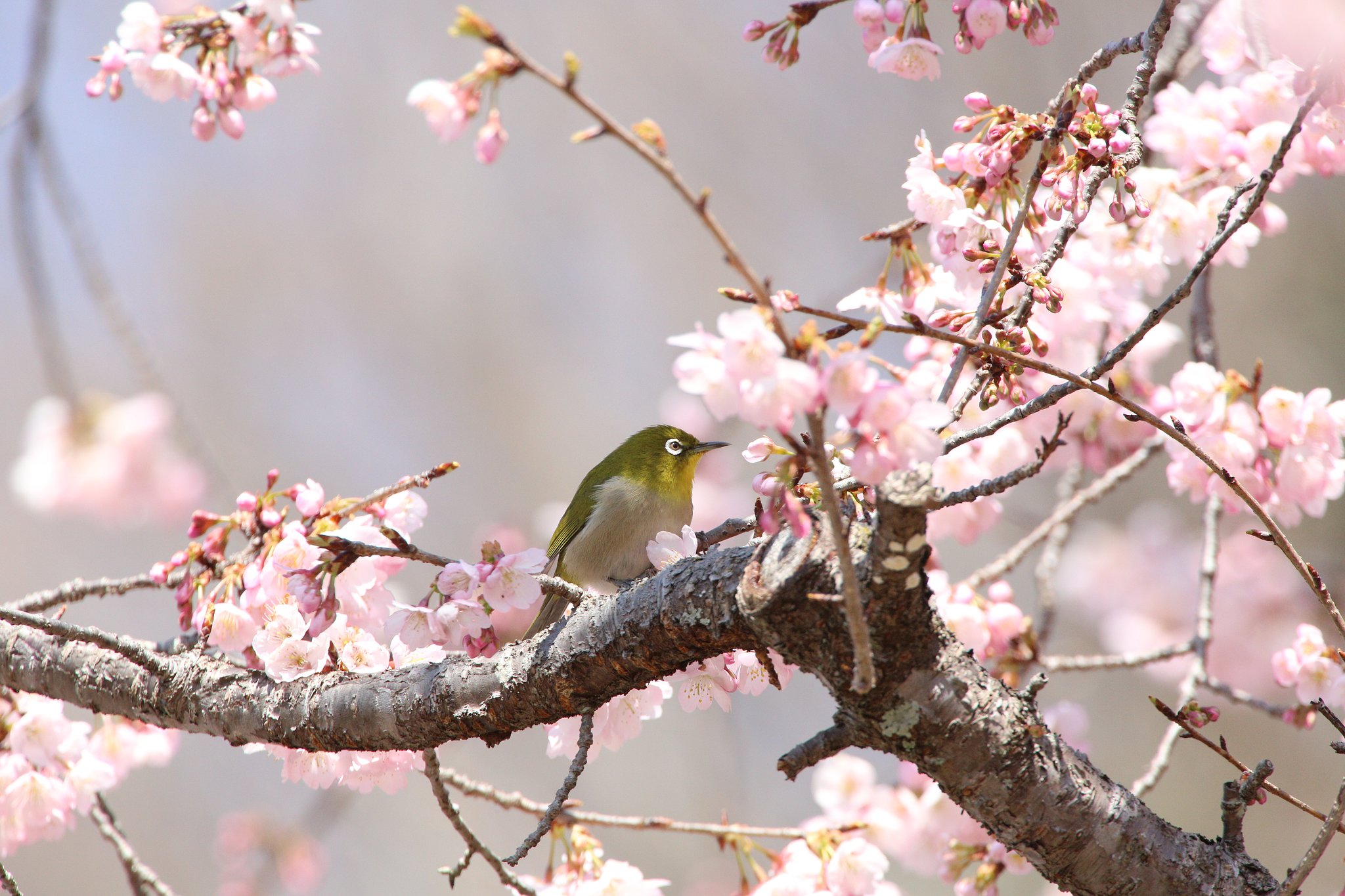 桜とウメジロー