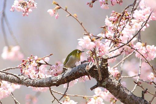 桜とウメジロー