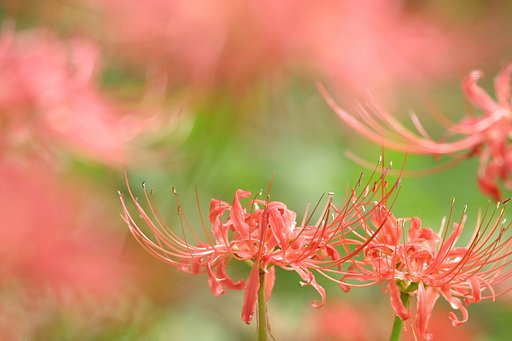 曼珠沙華