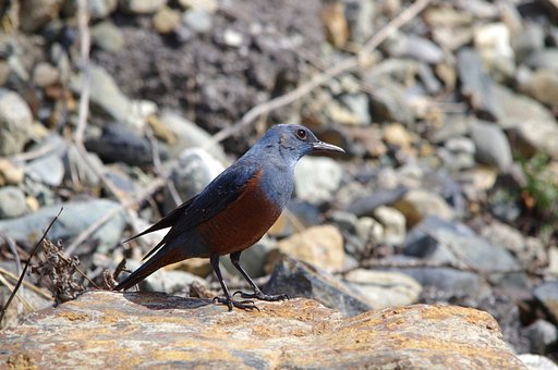 鳥板フアン